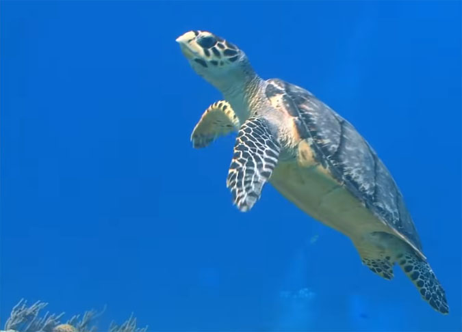 Criador da animação, Stephen Hillenburg estudou Oceanologia. Isso possibilitou ter maior conhecimento sobre o ambiente dos personagens. 
