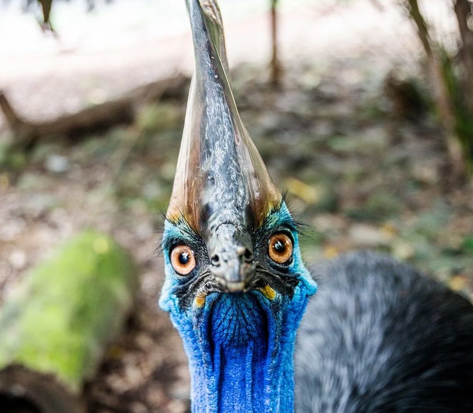 Em abril de 2019, na Flórida, um casuar atacou o próprio dono, um homem de 75 anos que acabou morrendo em consequência dos ferimentos causados pelo ataque do animal. Confira outros perigos mortais da Austrália!