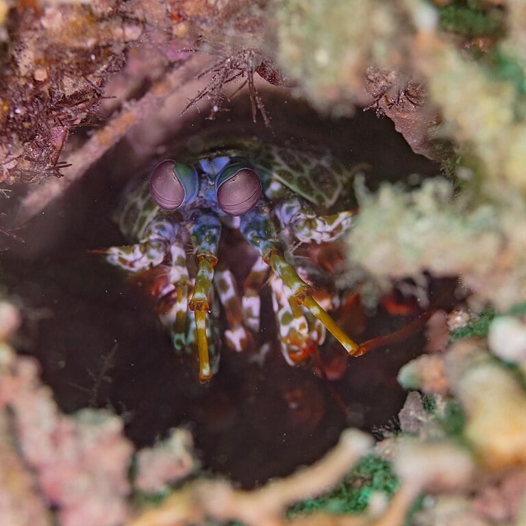 “Para executar repetidamente esses ataques de alto impacto, a clava dáctilo do camarão-louva-a-deus deve ter um mecanismo de proteção robusto para evitar danos a si mesmo”, explicou Horacio Espinosa, engenheiro que assina o estudo.