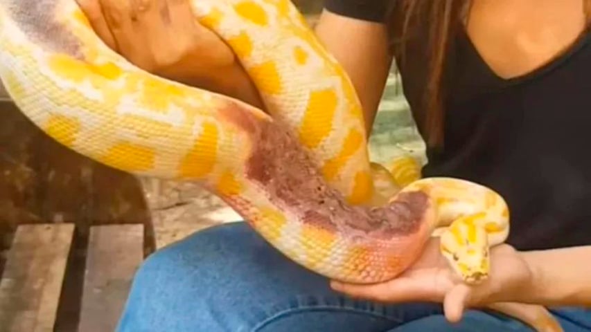 Em junho de 2022, um outro episódio envolveu uma píton no Brasil. Uma cobra dessa espécie foi encontrada abandonada, dentro de uma sacola, na cidade de Marabá, no Pará. 