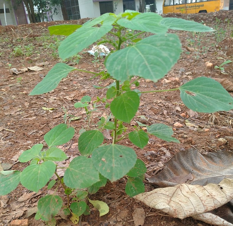Trata-se da “gympie-gympie”, conhecida popularmente como “gympie-ferrão”, uma planta encontrada na região leste da Austrália. Essa folhinha que parece inofensiva é capaz de inocular uma toxina poderosa que causa dores fortes por semanas. 