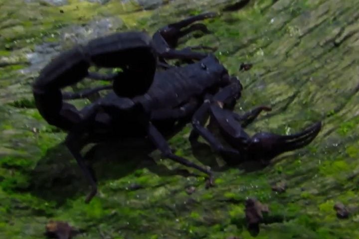 O Brotheas amazonicus é uma espécie de escorpião pertencente à família Chactidae, endêmica da região amazônica, especialmente encontrada em áreas de floresta tropical no Brasil.