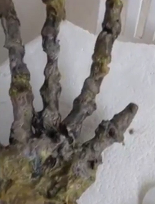 É muito grande. Pensa em um trem duro da bexiga. Que bicho que é a gente não faz ideia, nem se é um alienígena, comentou Letícia nas redes sociais.