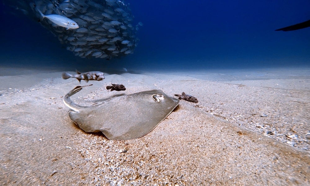 Seu veneno é complexo e poderoso. Além de causar dores no local da picada, suas toxinas afetam o sistema circulatório e respiratório das vítimas.