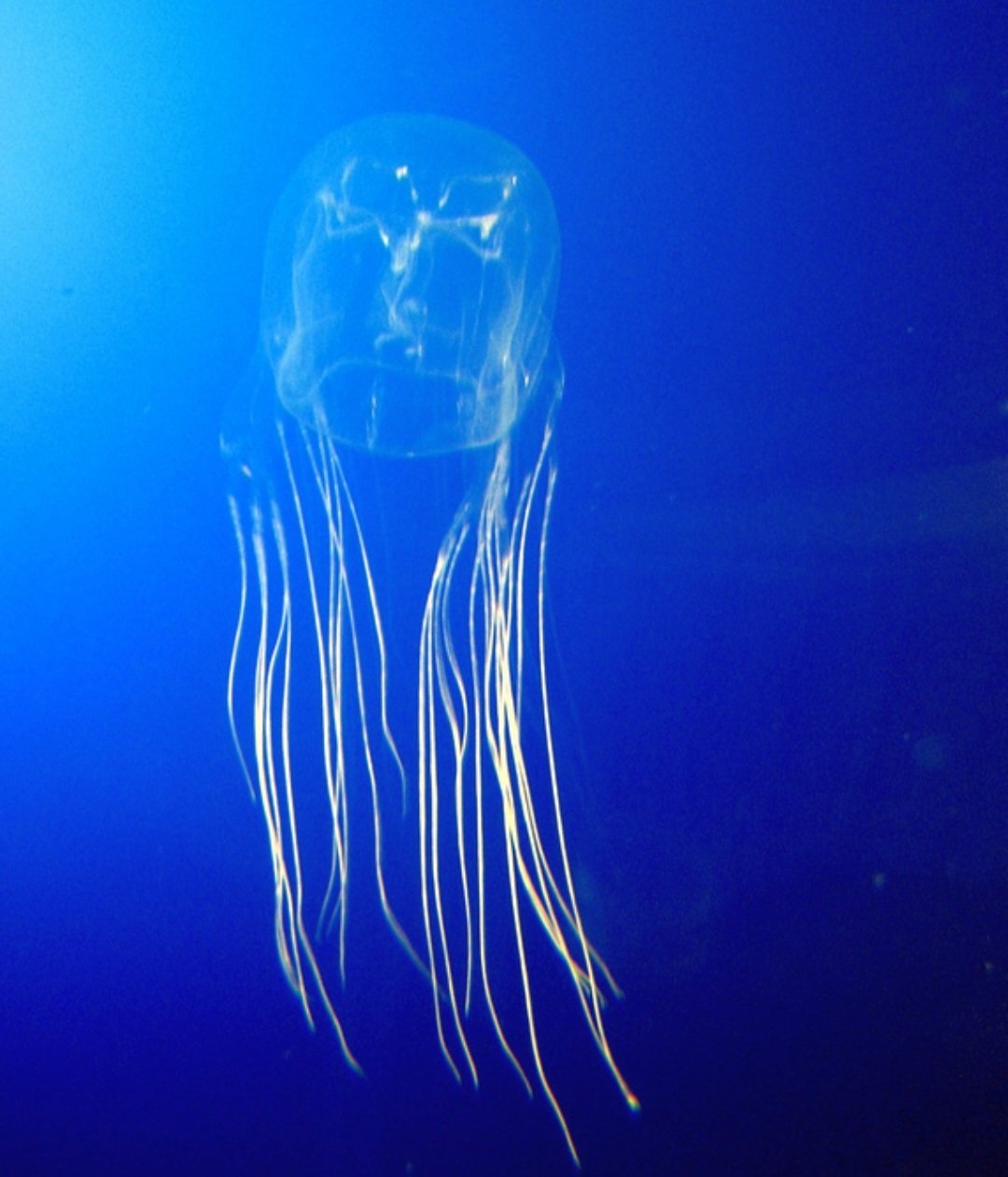 As cubomedusas têm olhos simples, mas especializados, capazes de detectar luz e sombras. Essa habilidade as ajuda a navegar em águas turvas e evitar obstáculos, mesmo sem um sistema nervoso central sofisticado.
