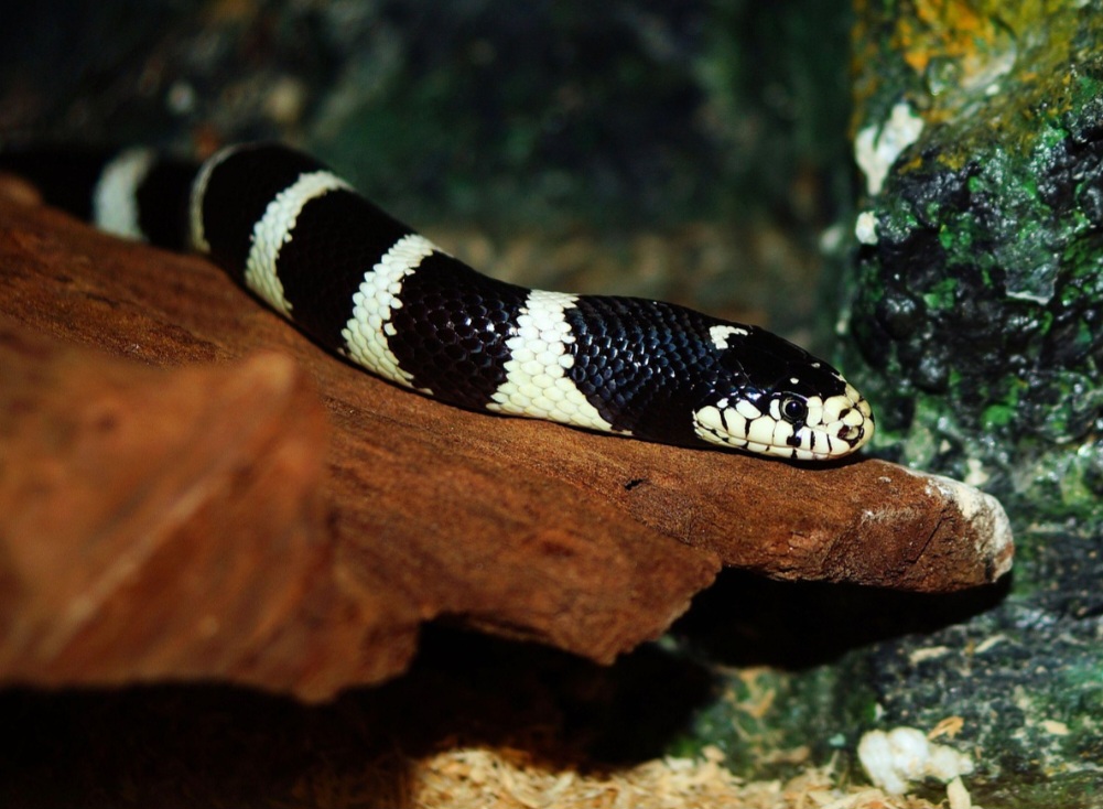 Sua dieta é ampla e inclui roedores, ovos, pássaros, lagartos e outras serpentes. Em cativeiro, alimenta-se bem com ratos congelados e descongelados. Tem apetite regular e fácil manejo alimentar.
