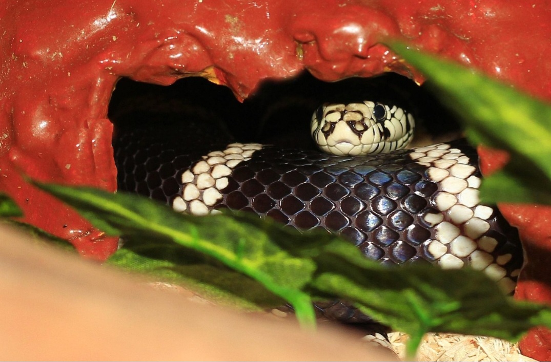 No frio, entra em brumação, um tipo de dormência semelhante à hibernação. No calor extremo, também pode se recolher.
