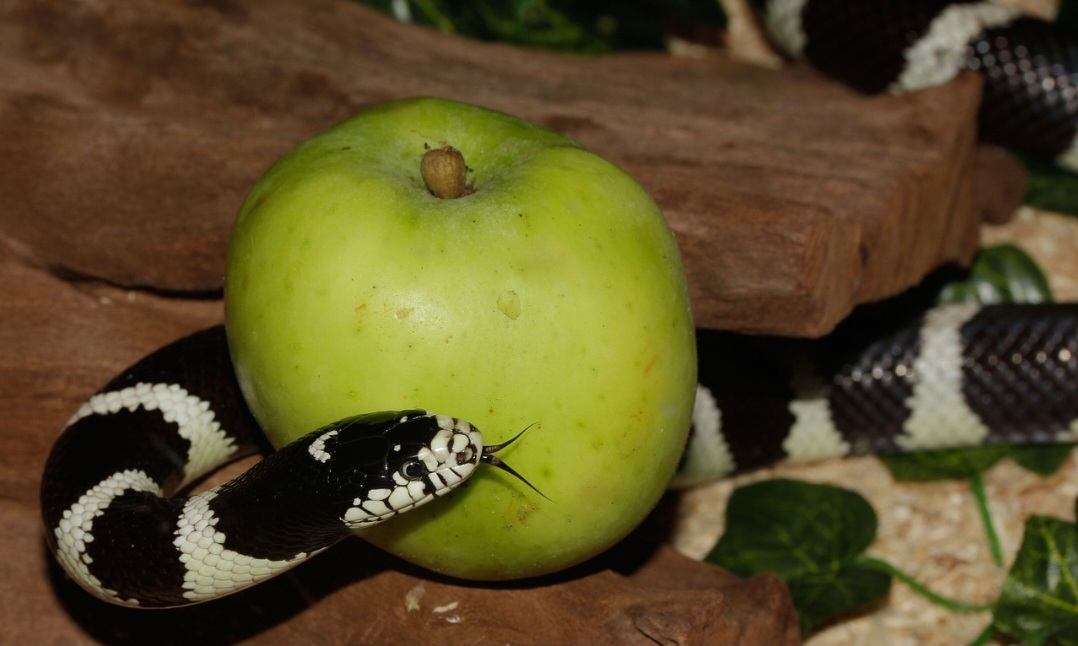 A espécie é ovípara, com a fêmea botando de 5 a 15 ovos por ninhada. A incubação dura cerca de dois meses, dependendo da temperatura. Os filhotes nascem totalmente formados e já independentes.
