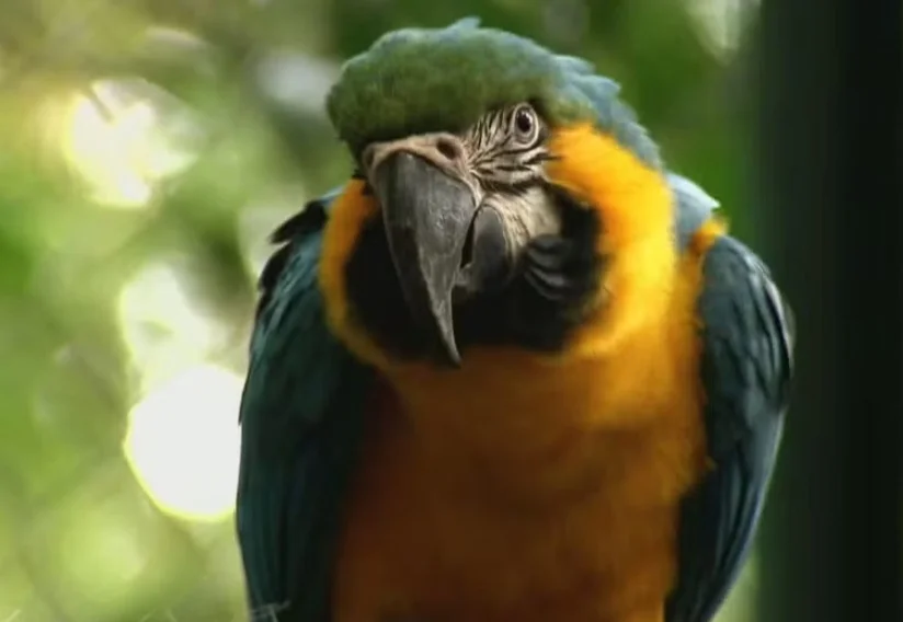 Espécies da Mata Atlântica têm grande relevância ambiental no Brasil. E existem projetos de reintegração de aves que haviam sumido da natureza por causa da ação criminosa dos homens. 
