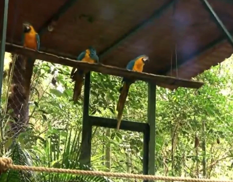 Agora, estão num viveiro no Parque Nacional da Tijuca, para ambientação, até que possam ser soltas na natureza, num prazo previsto de seis meses, ou seja até o fim de 2025.