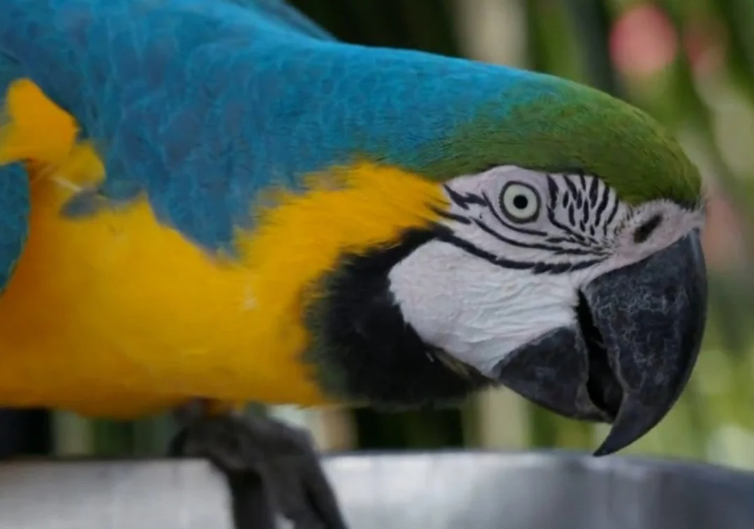 Das 4 araras, 3 são fêmeas e um é macho. Biólogos do Instituto Refauna explicaram que o parque tem todas as condições necessárias para que elas possam se reproduzir, aumentando o número de aves da espécie no Rio.