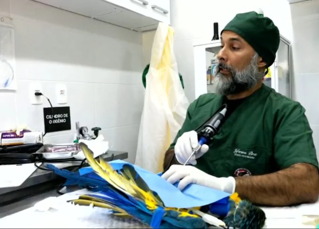 Elas passaram um ano num parque em Aparecida, em São Paulo, para tratamento após serem capturas por traficantes de animais e  sofrerem maus-tratos.