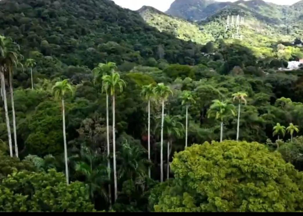As araras-canindés são nativas da América do Sul e habitavam as florestas do Rio de Janeiro, até serem extintas da região por causa da caça ilegal.