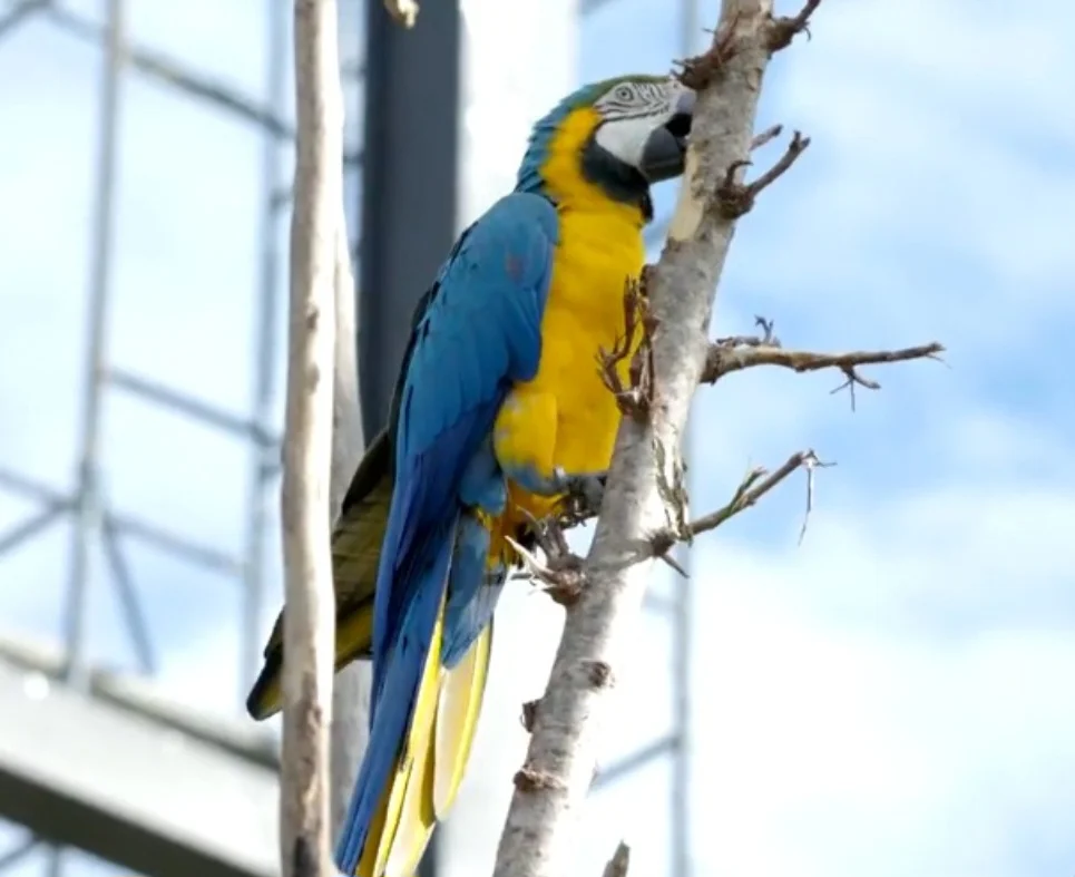 Quatro araras-canindés, espécie que não era vista no Rio de Janeiro há 200 anos, chegaram à cidade num projeto de repovoamento da ave.