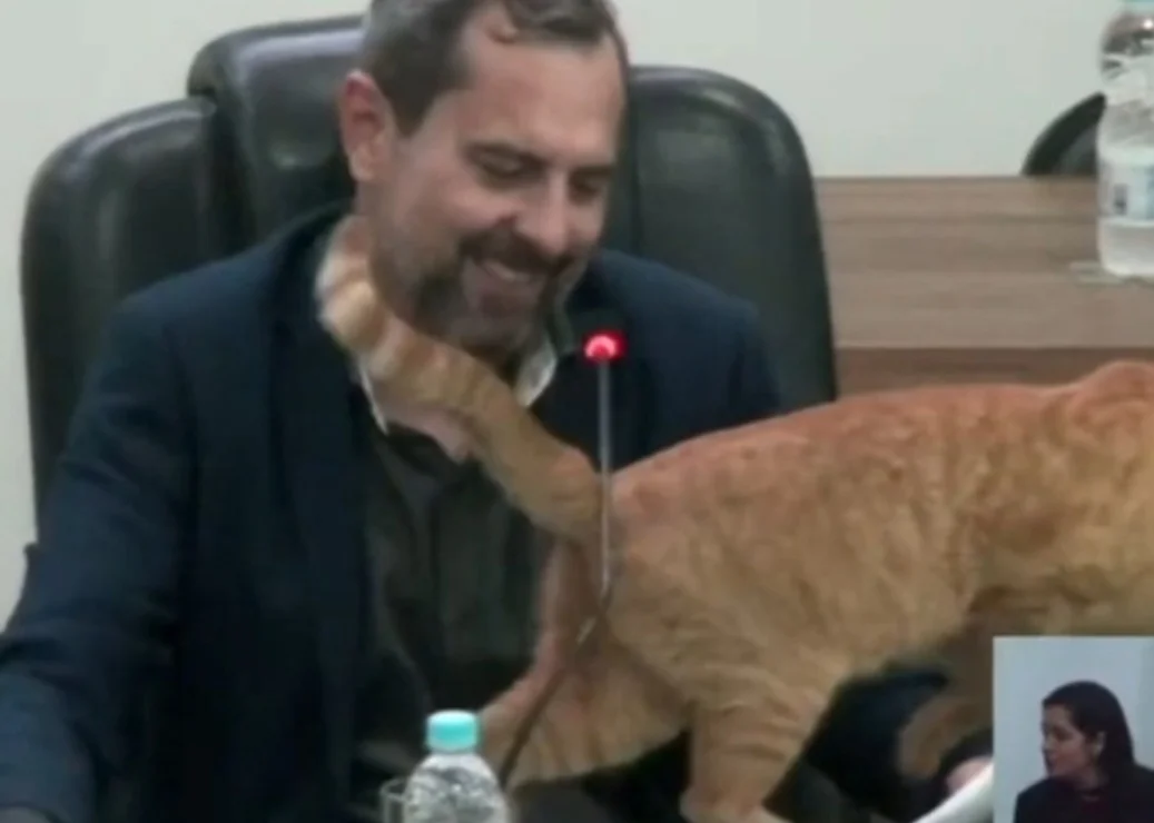 O presidente da Câmara, Daniel David, que estava na mesa, também riu. O gato se chama Lelo e passou a viver na Câmara depois que sua tutora, que morava na vizinhança, se mudou. Ele ganhou o apelido de vereador.