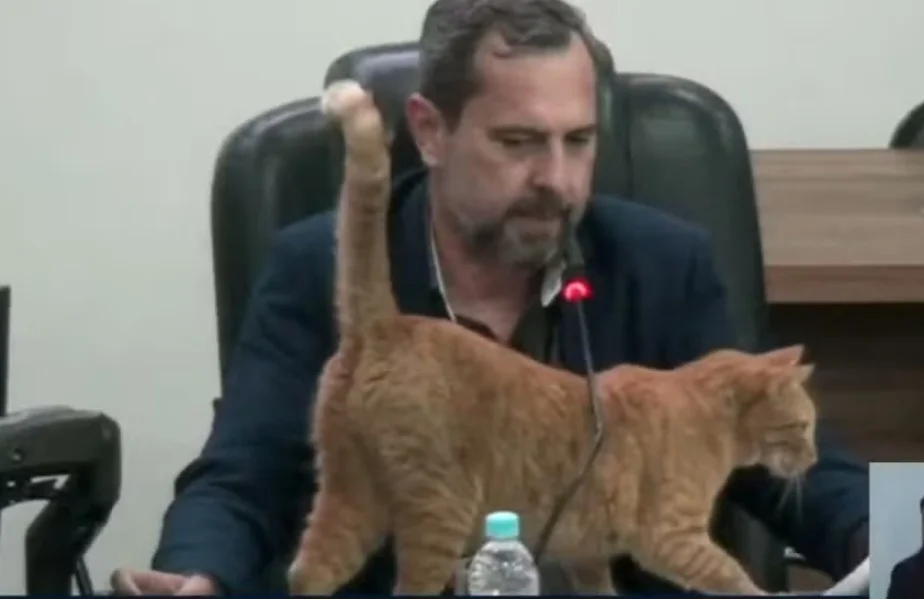 Um episódio arrancou risadas de quem estava na Câmara Municipal de Votuporanga, em São Paulo, no dia 16 de junho. Um gato que circula pelo plenário e é considerado mascote pelos vereadores interrompeu uma sessão ao esbarrar com o rabo no microfone.