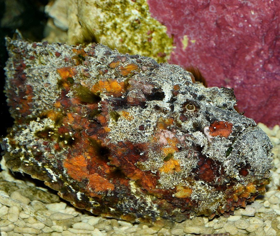 Embora não seja um animal que costuma atacar, algumas pessoas acabam pisando neles acidentalmente, o que pode ser fatal se o tratamento não for rápido o suficiente.