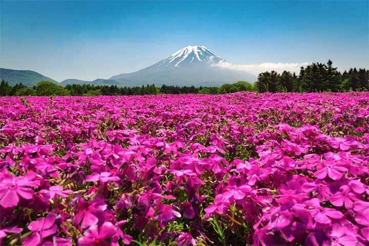 3- Fuji Shibazakura, Japão - 
Fica na região de Fujikawaguchiko, com vastas extensões de shibazakura (flores de musgo rosa) que florescem na primavera, com o Monte Fuji ao fundo.