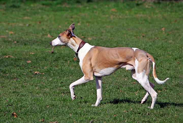 O whippet, originário nos campos do norte da Inglaterra, é um cão de caça e bom de corrida. Sua velocidade fazia com que os camponeses os utilizassem como caçadores - chegam até a 60km/h!