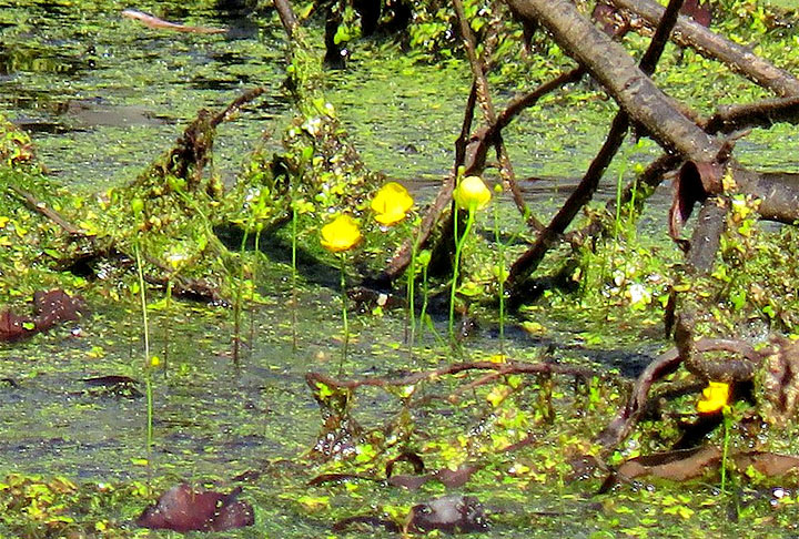 UTRICULARIA - É uma espécie aquática ou semi-aquática nativa da Ásia e da Europa. Hiberna durante o inverno para resistir ao frio. 