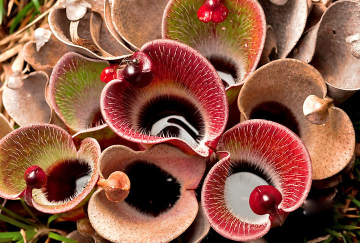 Se você quer ter uma planta carnívora para evitar insetos em casa, veja como cuidar. 