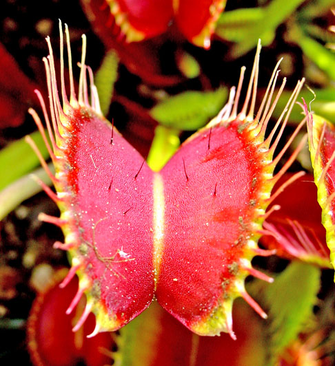 DIONEIA - Apelidada de Vênus papa-mosca, é nativa dos pântanos dos Estados Unidos. 