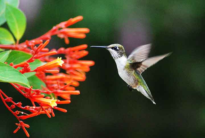 A Hamelia patens possui flores laranjas e tubulares, ideais para o bico longo dos beija-flores. Seu néctar abundante e fácil acesso garantem visitas frequentes dessas aves.