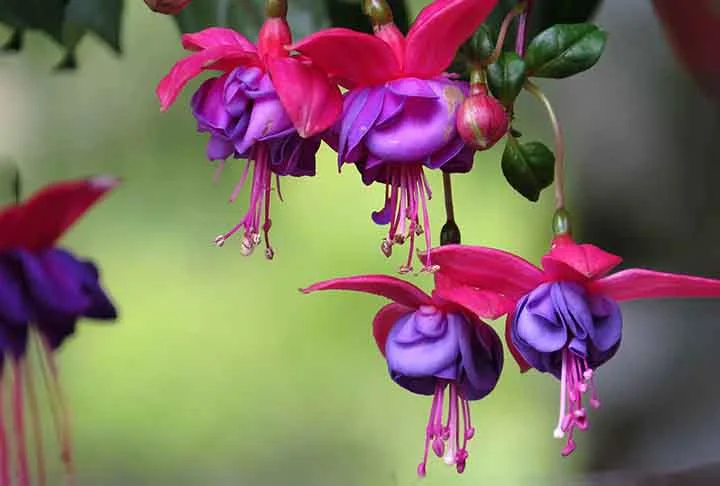 O brinco-de-princesa é apreciado pelos beija-flores por suas flores pendentes e tubulares, ricas em néctar. Seu formato facilita o acesso enquanto as aves se mantêm suspensas no ar.