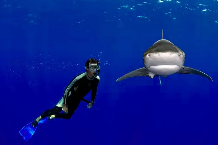 Enquanto muita gente ficaria apavorada se chegasse perto de um tubarão, um fotógrafo brasileiro é conhecido justamente por registrar encontros fascinantes com esses animais.  