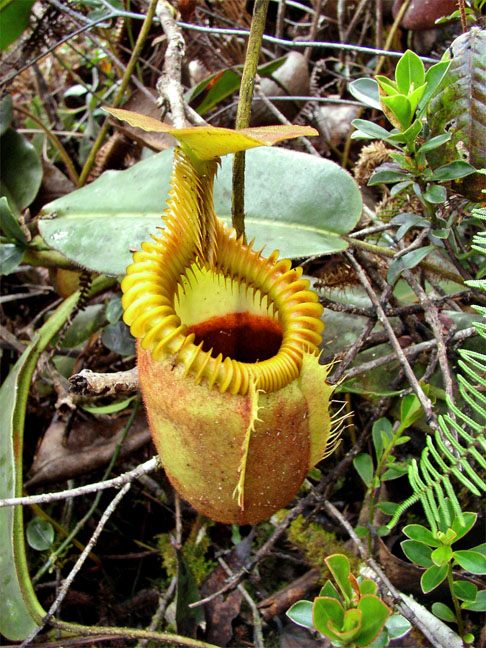 NEPENTHES - Nativa do Bornéo, perto da Malásia, se desenvolve em locais quentes e úmidos. 