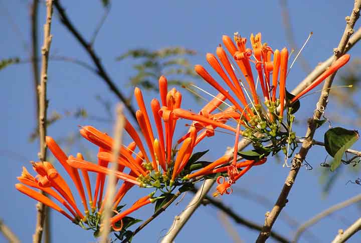 A flor-de-são-joão é conhecida por suas flores laranjas tubulares, que oferecem néctar protegido. Seu formato pendente facilita a alimentação dos beija-flores em pleno voo.