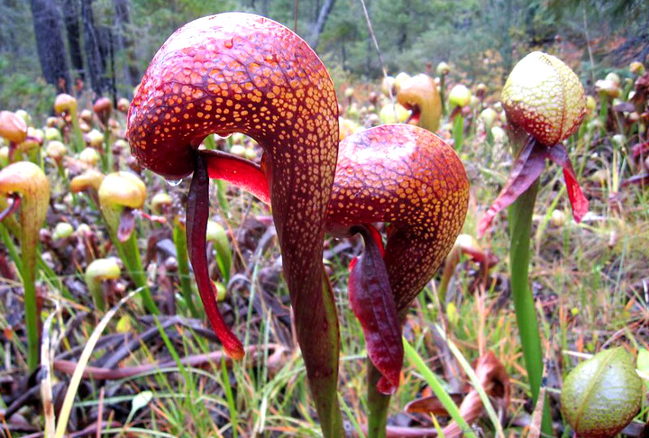 DARLINGTONIA CALIFORNICA - É conhecida como planta-cobra por causa do formato. 