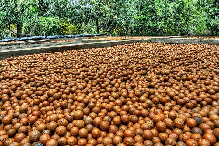 Uma das nozes mais usadas no mundo, a macadâmia é uma oleaginosa rica em nutrientes que contribuem para a saúde de diversas maneiras. Ela possui um perfil nutricional impressionante, com alto teor de fibras, proteínas e vitaminas.