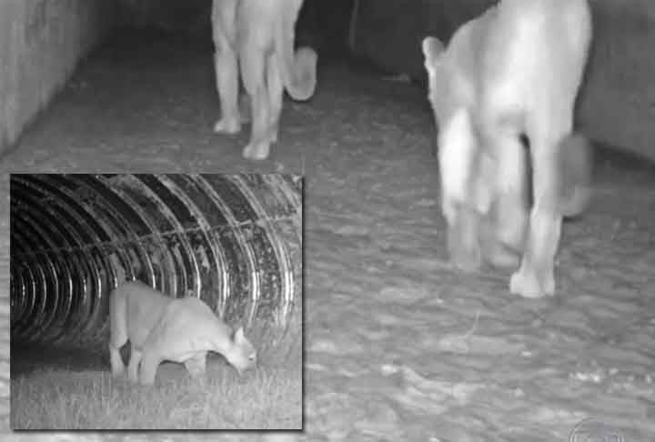 Já foram também capturadas imagens de uma família de onças pardas usando as ‘passagens de faunas’ para passar de um lado ao outro.