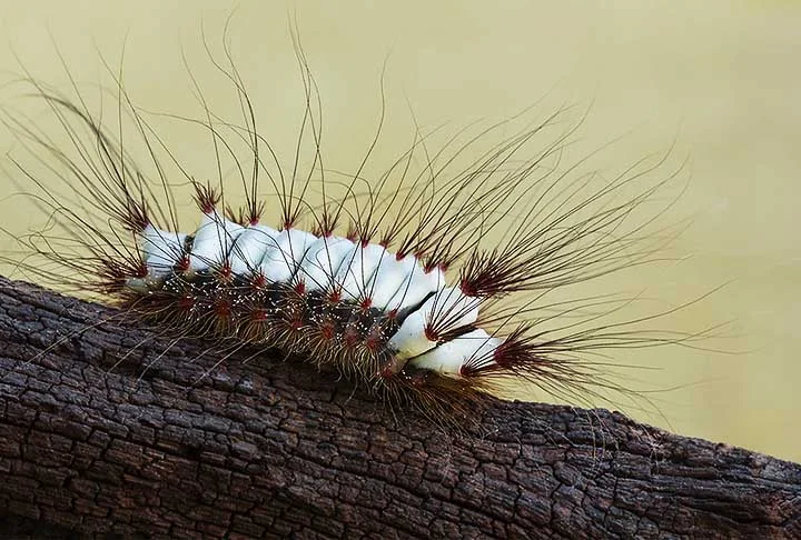 A Megalopyge lanata é conhecida como lagarta de fogo por conta da sensação de queimação que ocorre no contato entre o inseto e a pele. A espécie tem distribuição por toda a América do Sul.