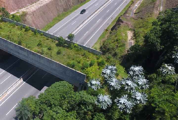 Do alto chega a ser curioso como uma passagem sobre uma rodovia pode ser, na verdade, uma extensão da floresta, repleta de verde e pronta para ser percorrida pelos animais silvestres. 