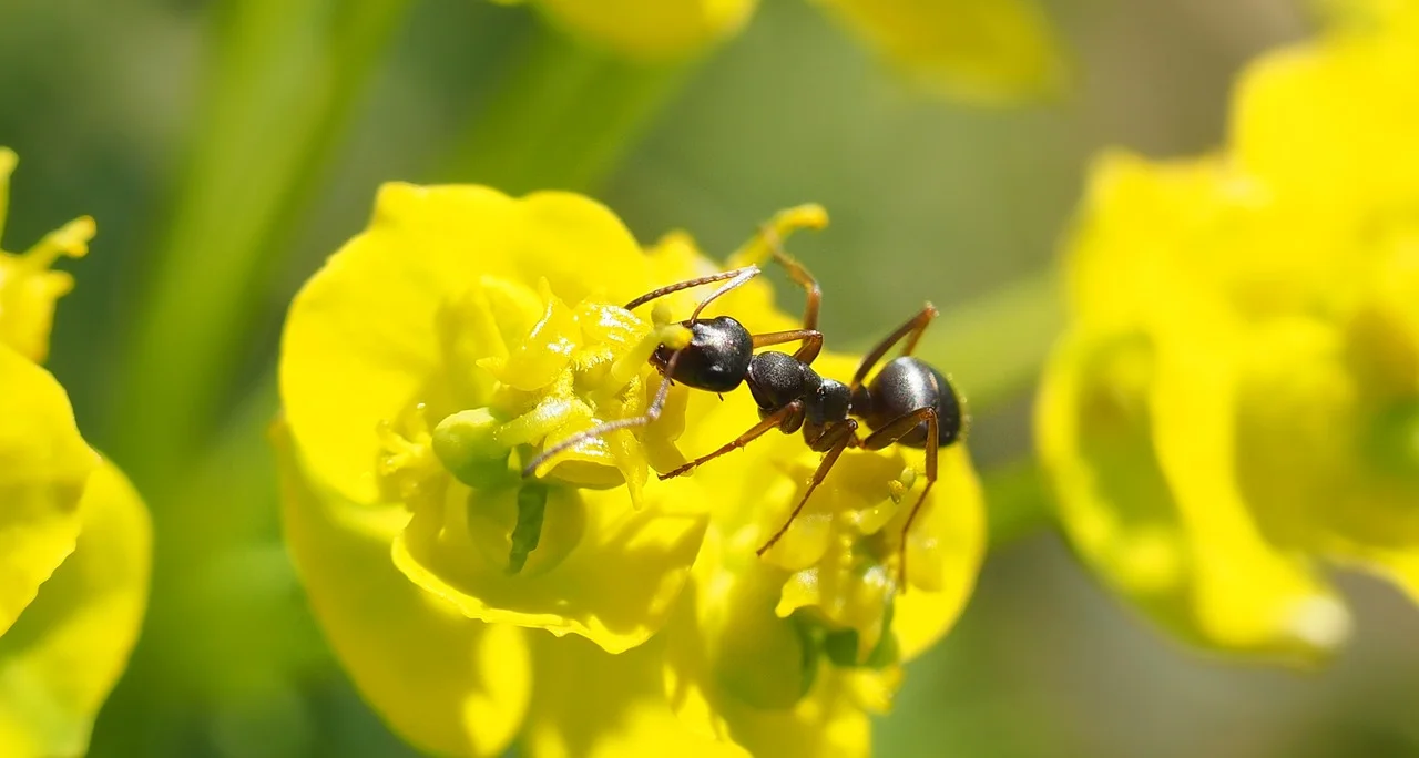  Algumas formigas são carnívoras e atacam aranhas, baratas e cupins, entre outros. Mas também há formigas que  se alimentam de açúcar presente no néctar e na seiva das plantas.  