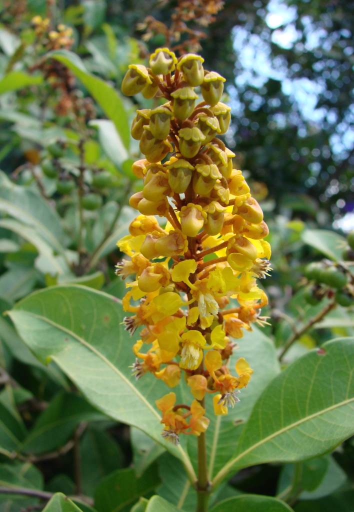 Murici (Byrsonima crassifolia) - Fruta típica do Cerrado e da Amazônia, tem aroma forte e gosto ácido-amargo. Rica em cálcio e ferro, é usada em sucos, sorvetes e doces. Para suavizar, bata a polpa com leite e leite condensado — receita popular do Norte e Nordeste