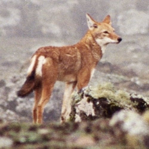 O lobo-etíope (Canis simensis) é encontrado nos planaltos e prados de altitude da Etiópia. Está ameaçado pela perda de habitat, competição com animais domésticos e doenças transmitidas por cães.