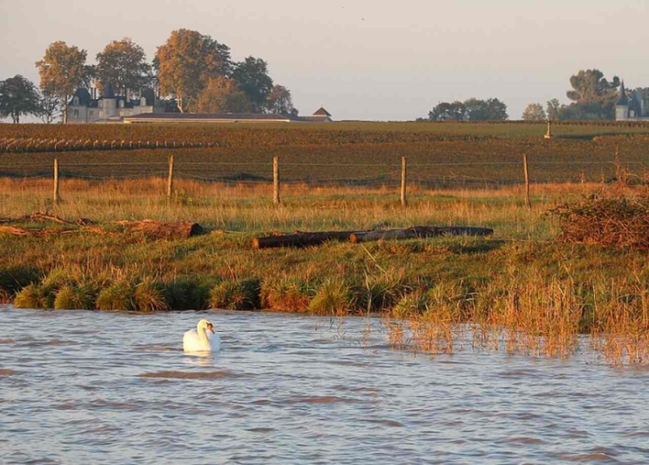 Chateau Pichon Longueville Comtesse de Lalande (França) - Vinícola de Bordeaux, produz vinhos tintos elegantes e refinados, como o Chateau Pichon Longueville Comtesse de Lalande
