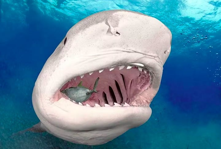 Hoje, Daniel é um dos principais fotógrafos subaquáticos do mundo, especializado em tubarões-brancos, que registra a menos de um metro de distância e sem gaiolas de proteção.