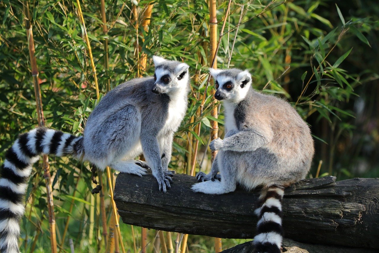 O lêmure-de-cauda-anelada (Lemur catta) é nativo de Madagascar, onde habita florestas secas e áreas fluviais. Está ameaçado pelo desmatamento e pela caça para consumo e comércio ilegal como animal de estimação.