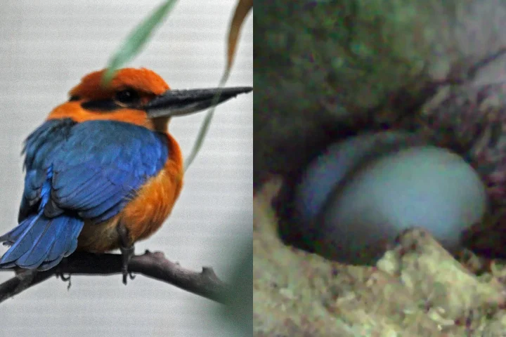 O planejamento deu certo. Desde então, quatro casais se formaram, construíram ninhos e três já botaram ovos.