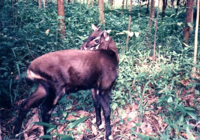 O saola (Pseudoryx nghetinhensis) é um antílope raro encontrado nas florestas montanhosas de Laos e Vietnã. Seu risco de extinção é resultado da caça e da destruição de seu habitat devido à expansão humana.
