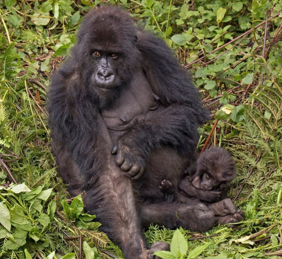 O gorila-das-montanhas (Gorilla beringei beringei) vive nas florestas montanhosas de África Central, principalmente em Ruanda, Uganda e República Democrática do Congo. É ameaçado pela caça, doenças transmitidas por humanos e pela perda de habitat causada pelo avanço agrícola.