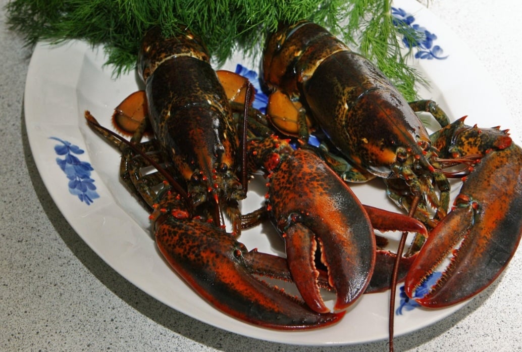 Estes crustáceos podem atingir um peso superior a 1 kg e têm uma grande importância econômica, uma vez que são considerados alimentos de luxo, refinados.