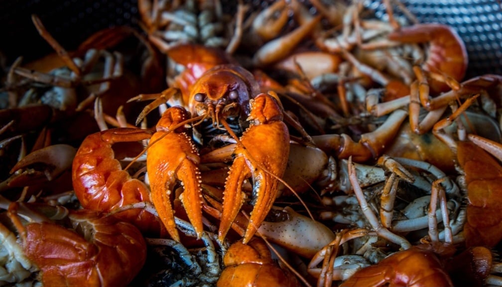 É também o nome comum dado a uma grande diversidade de espécies de crustáceos decápodes marinhos da subordem Palinura, caracterizados por terem as antenas do segundo par muito longas e os urópodes em forma de leque.