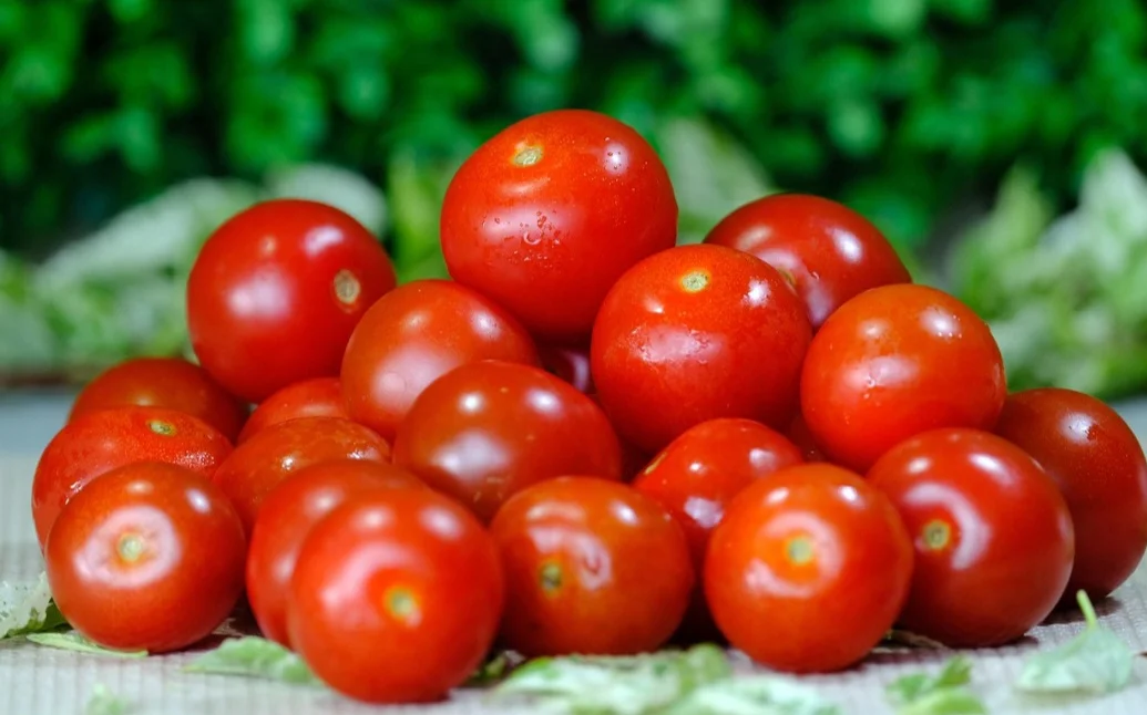 Nativo da Cordilheira dos Andes, em regiões de elevada altitude, que vão desde o norte do Chile até o Equador, o tomate era cultivado pelos povos indígenas, como os Incas, Maias e Astecas. 