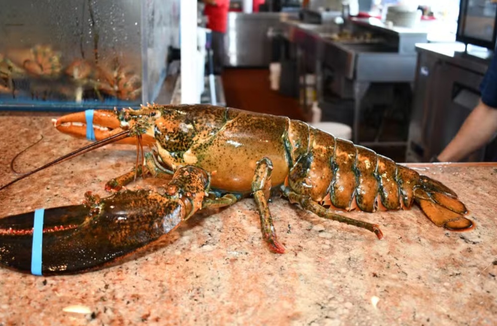 Uma lagosta de 110 anos conseguiu retornar para a natureza após passar anos no tanque de um restaurante em Long Island, nos Estados Unidos.