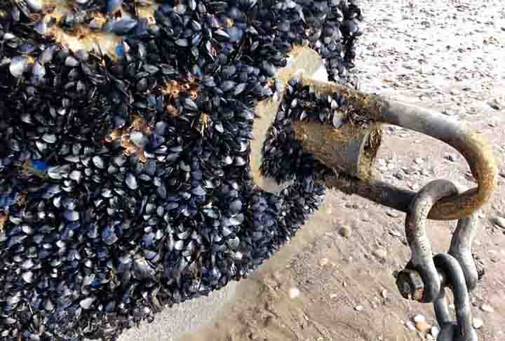 As conchas são alongadas e assimétricas, com cores que variam entre preto-azuladas (como o mexilhão-comum) e marrom escura por fora com nuances azuladas metálicas por dentro.